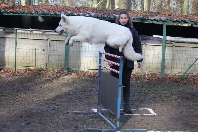 Résultats du Berger Blanc Suisse en ring Résultats du Berger Blanc Suisse en ring