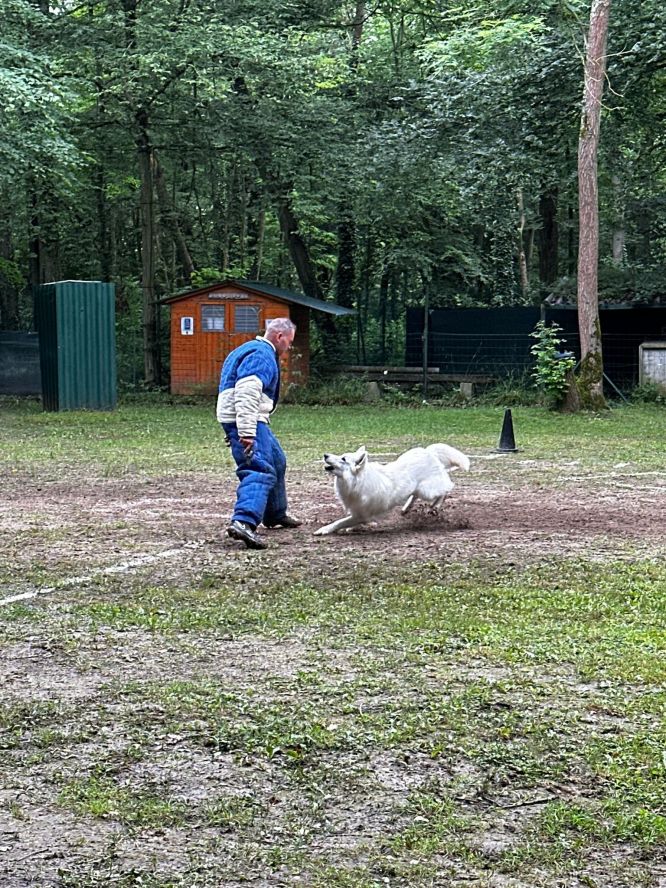 Résultats du Berger Blanc Suisse en ring Résultats du Berger Blanc Suisse en ring