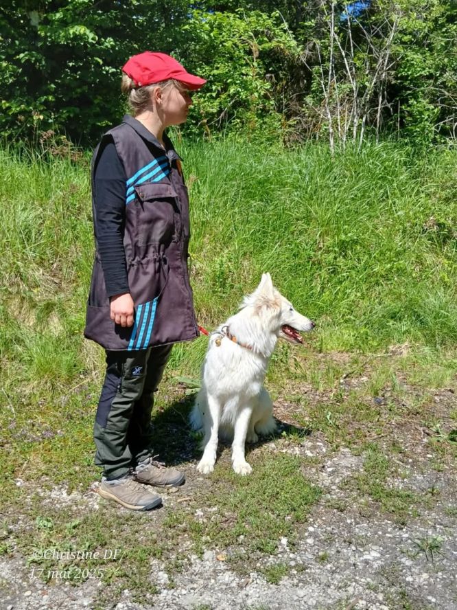 Résultats du Berger Blanc Suisse en sauvetage Résultats du Berger Blanc Suisse en sauvetage