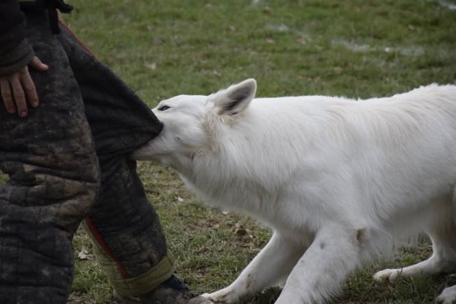 Résultats du Berger Blanc Suisse en ring Résultats du Berger Blanc Suisse en ring