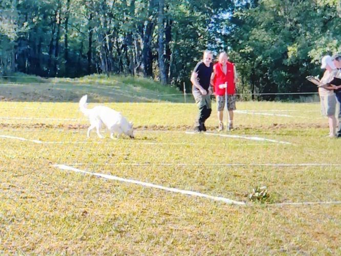 Résultats du Berger Blanc Suisse en cavage Résultats du Berger Blanc Suisse en cavage