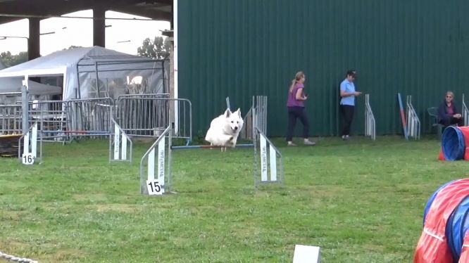 Résultats du Berger Blanc Suisse en agility Résultats du Berger Blanc Suisse en agility