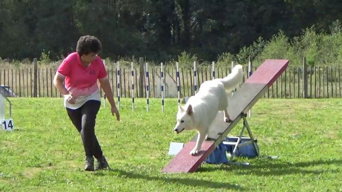Résultats du Berger Blanc Suisse en agility Résultats du Berger Blanc Suisse en agility