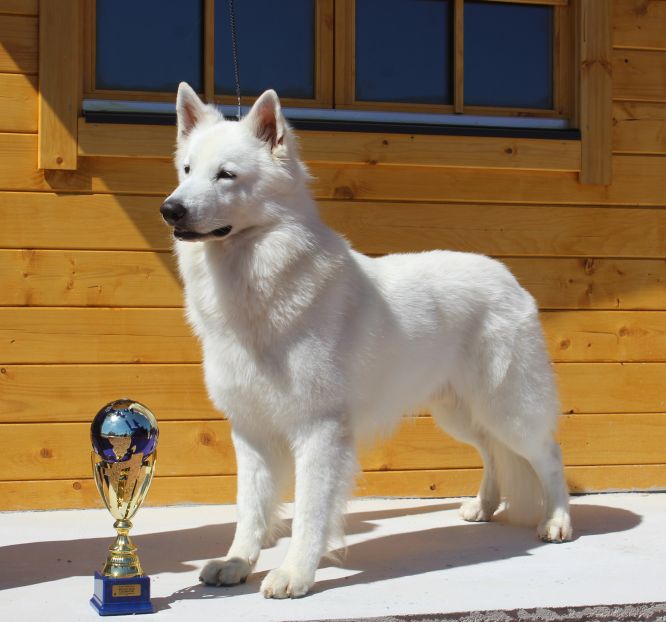 World Dog Show 2018 World Dog Show 2018