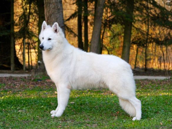 Ch. Mister Playboy du Royaume des Lys d'Or Ch. Mister Playboy du Royaume des Lys d'Or
