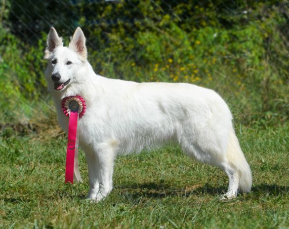 Ch. Maggie May de l'Aige de la Tournelle Ch. Maggie May de l'Aige de la Tournelle