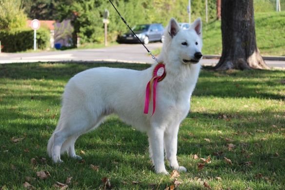 Ch. Legendary Snow Of White Swan Ch. Legendary Snow Of White Swan