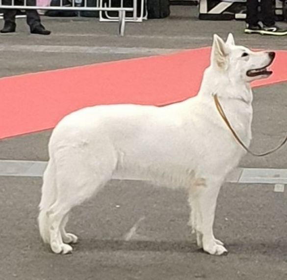 Ch. Nice girl of sheperd's paw Ch. Nice girl of sheperd's paw