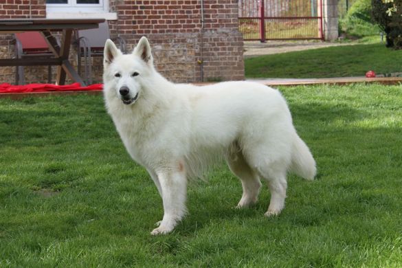 Ch. N'tikaani White Wolf du Grand Perche Ch. N'tikaani White Wolf du Grand Perche