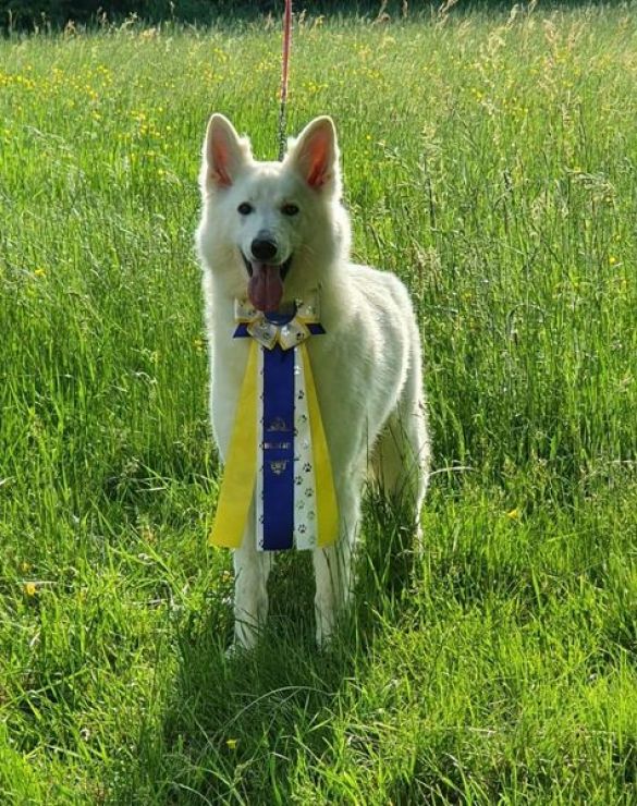 Ch. One Million Lady Of Shepherd'S Paw Ch. One Million Lady Of Shepherd'S Paw