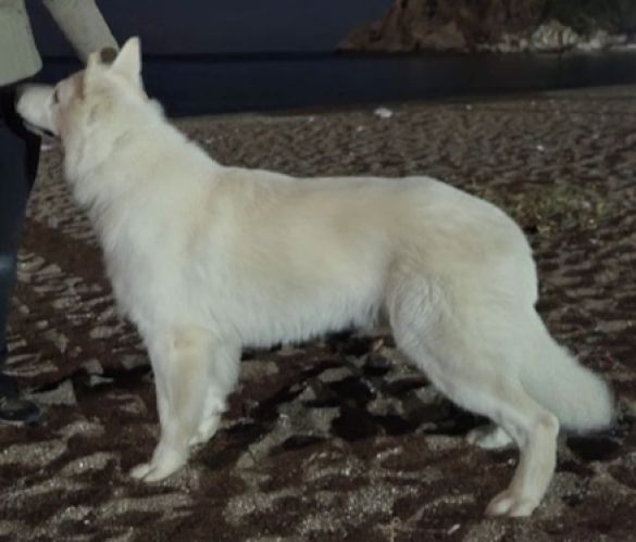 Ch. Merlin des Loups de la Garenne Ch. Merlin des Loups de la Garenne