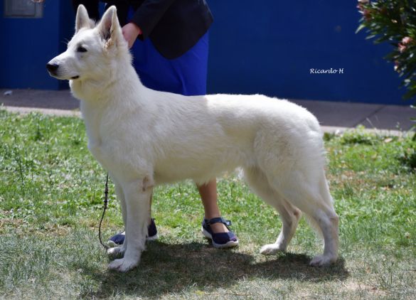 Ch. Talitha Koumi Of The White Company Ch. Talitha Koumi Of The White Company
