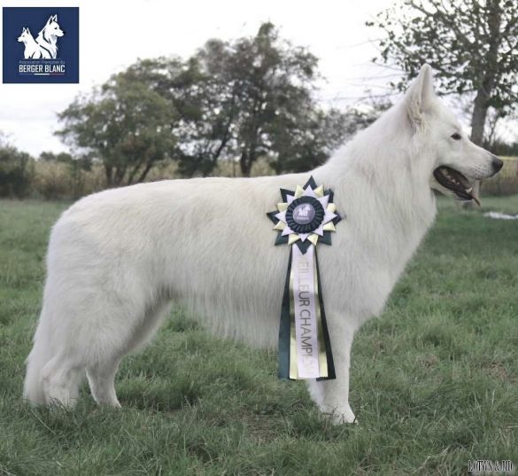 Ch. Over The Top Winner Biale Wilki Z Wilkowa Ch. Over The Top Winner Biale Wilki Z Wilkowa