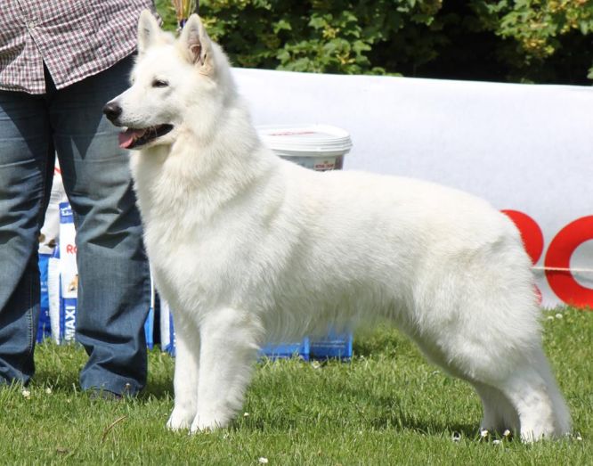 Juan Aiko P'tits loups d'amour